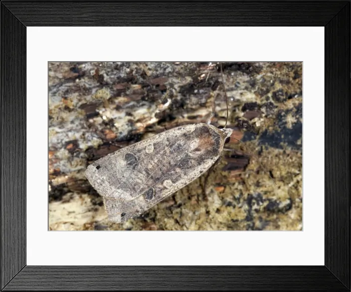 Framed Print : Large Yellow Underwing Moth - male - UK Framed Print : Large Yellow Underwing Moth - male - UK