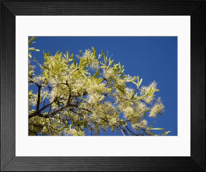 Framed Print : Wandi Ironbark Growing by the road into Manning Gorge, Gibb River Road, Kimberley, Western Australia Framed Print : Wandi Ironbark Growing by the road into Manning Gorge, Gibb River Road, Kimberley, Western Australia