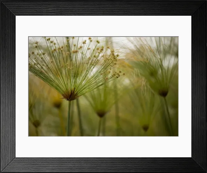 Framed Print : Group of Cyperas papyrus. Madeira's Botanical Gardens, Funchal, Madeira. February. An evergreen, clump forming sedge growing in water. Common name Paper Reed because it was used for paper manufacture in the past Framed Print : Group of Cyperas papyrus. Madeira's Botanical Gardens, Funchal, Madeira. February. An evergreen, clump forming sedge growing in water. Common name Paper Reed because it was used for paper manufacture in the past