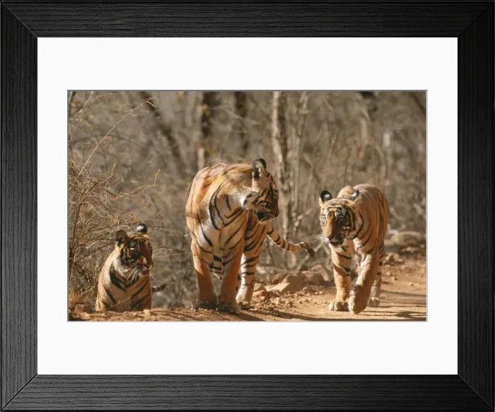Framed Print : Bengal / Indian Tiger CB 129 Family group, three walking Ranthambhore National Park, India. Panthera tigris © Chris Brunskill / ARDEA LONDON Framed Print : Bengal / Indian Tiger CB 129 Family group, three walking Ranthambhore National Park, India. Panthera tigris © Chris Brunskill / ARDEA LONDON