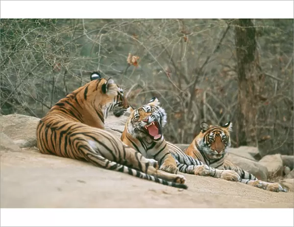 Bengal  /  Indian Tiger CB 127 Group lying on rocks, India. Panthera tigris © Chris Brunskill  /  ARDEA LONDON
