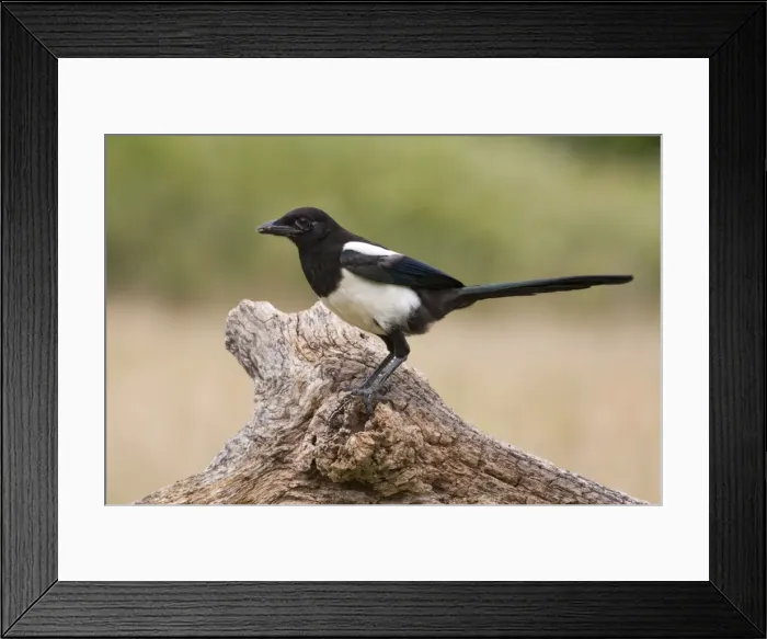 Framed Print : Magpie - on log - UK Framed Print : Magpie - on log - UK