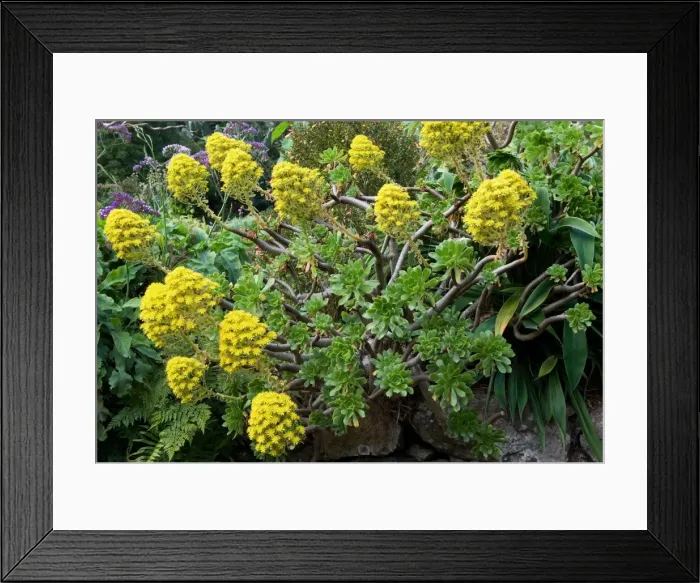 Framed Print : Group of Aeonium arboreum. Madeira's Botanical Gardens, Funchal, Madeira. February. In UK this plant would grow in a frost free greenhouse or conservatory, because of its tender succulent leaves Framed Print : Group of Aeonium arboreum. Madeira's Botanical Gardens, Funchal, Madeira. February. In UK this plant would grow in a frost free greenhouse or conservatory, because of its tender succulent leaves