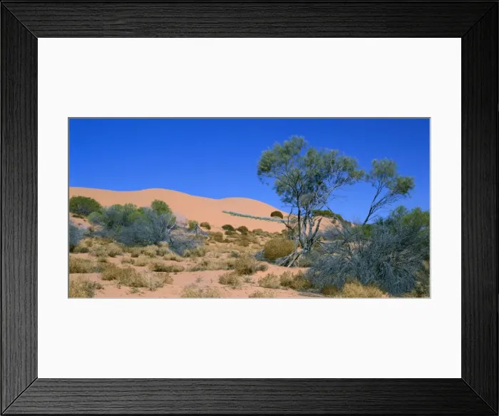Framed Print : South Australia JPF 11869 Sand dune & Mulga (Acacia aneura), Stzelecki Desert. © Jean-Paul Ferrero  /  ARDEA LONDON