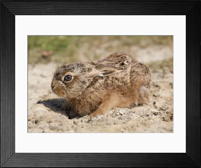 Framed Print : Brown Hare Leveret - Suffolk - UK Framed Print : Brown Hare Leveret - Suffolk - UK