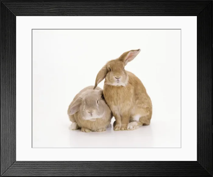 Framed Print : Domestic Rabbit Framed Print : Domestic Rabbit