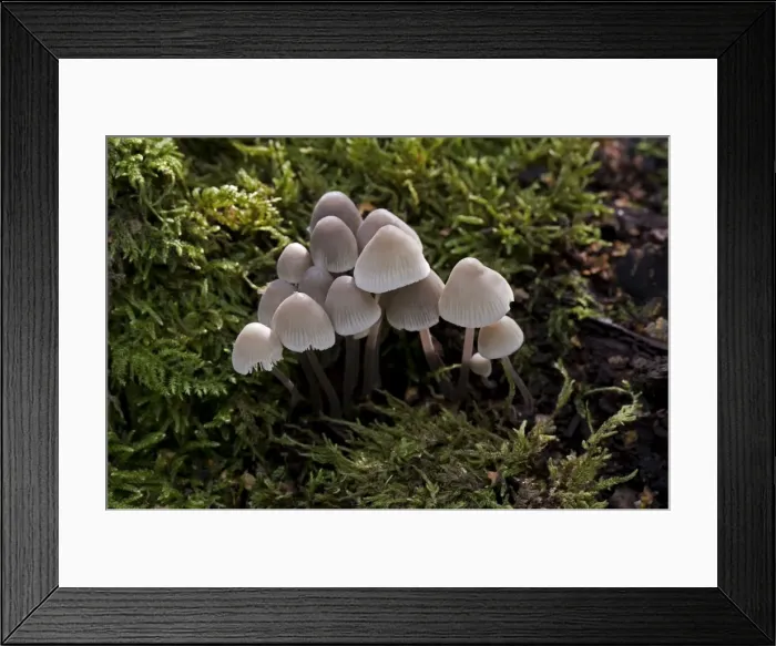 Framed Print : Fungi - Mycena alcalina - Habitat on mossy stumps, usually of conifer. Common and edible but not worthwhile. Nap Wood Nature Reserve, East Sussex. October. UK Framed Print : Fungi - Mycena alcalina - Habitat on mossy stumps, usually of conifer. Common and edible but not worthwhile. Nap Wood Nature Reserve, East Sussex. October. UK