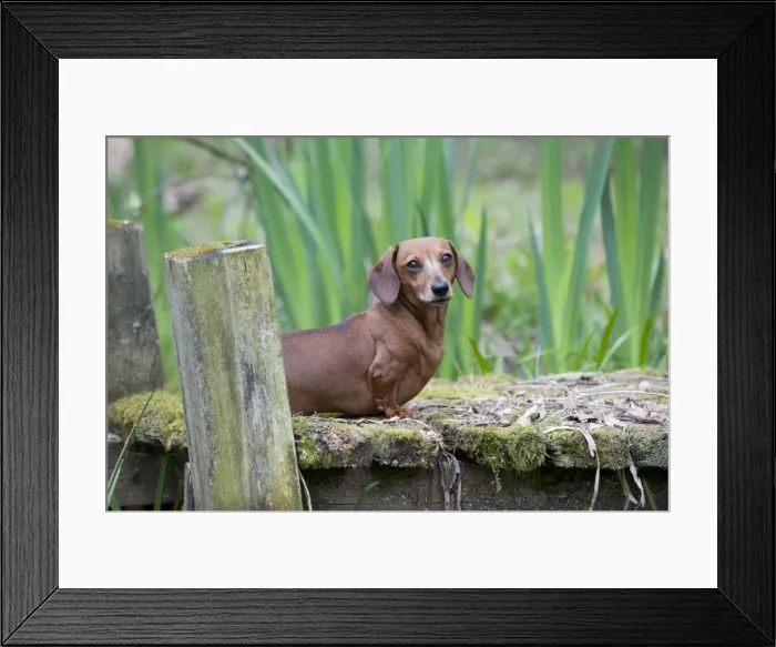 Framed Print : Dog - Miniature Short Haired Dachshund - in garden Framed Print : Dog - Miniature Short Haired Dachshund - in garden