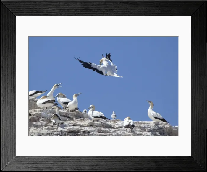 Framed Print : Australasian Gannet On Hauraki Gulf at the Mokohinau Islands, 13th February 2010. Latin also Sula bassana Framed Print : Australasian Gannet On Hauraki Gulf at the Mokohinau Islands, 13th February 2010. Latin also Sula bassana