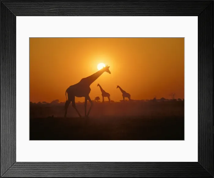 Framed Print : Giraffes - at sunset, Botswana, Africa Framed Print : Giraffes - at sunset, Botswana, Africa