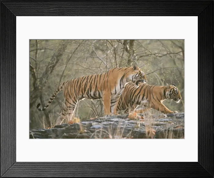 Framed Print : Bengal / Indian Tiger CB 137 Mother showing aggression to cub. Ranthambhore National Park, India. Panthera tigris © Chris Brunskill / ARDEA LONDON Framed Print : Bengal / Indian Tiger CB 137 Mother showing aggression to cub. Ranthambhore National Park, India. Panthera tigris © Chris Brunskill / ARDEA LONDON