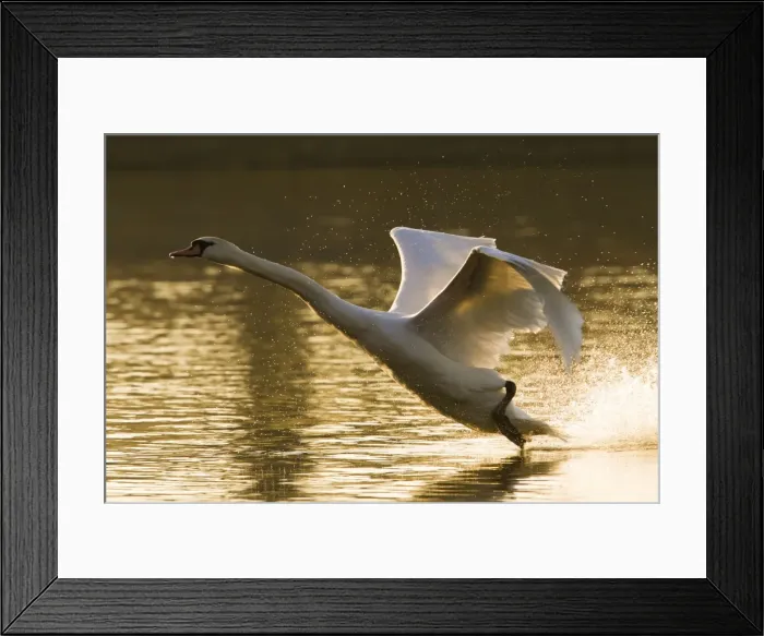 Framed Print : Mute Swan - adult landing on lake in evening light - Wiltshire - England - UK Framed Print : Mute Swan - adult landing on lake in evening light - Wiltshire - England - UK