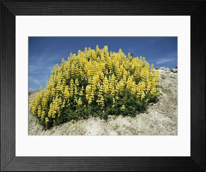 Framed Print : Tree Lupin Framed Print : Tree Lupin