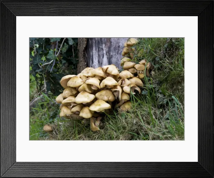 Framed Print : Honey Fungus attack Sycamore stump. Armillaria mellea (chunky form) One of the most dangerous parasites of trees, causing intensive white rot and eventual death. Very common and edible when cooked Framed Print : Honey Fungus attack Sycamore stump. Armillaria mellea (chunky form) One of the most dangerous parasites of trees, causing intensive white rot and eventual death. Very common and edible when cooked