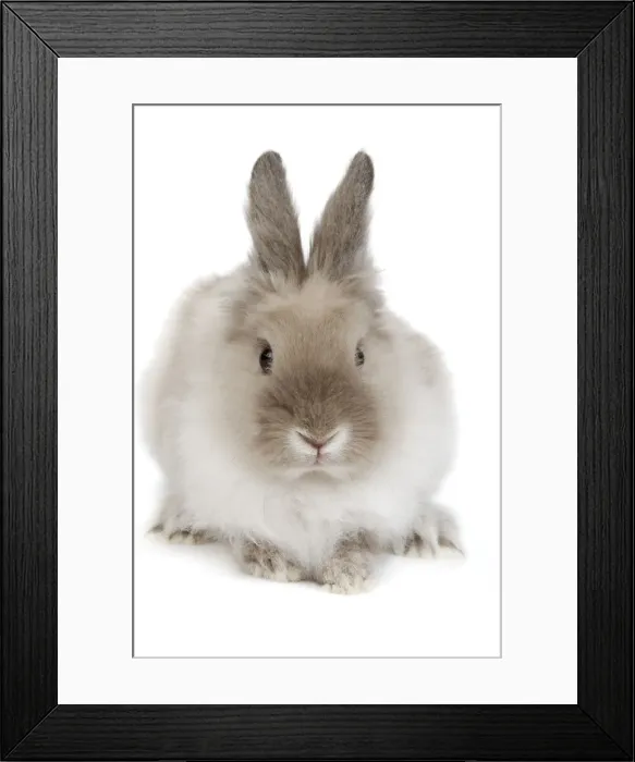 Framed Print : Rabbit - Dwarf lion-head in studio Framed Print : Rabbit - Dwarf lion-head in studio
