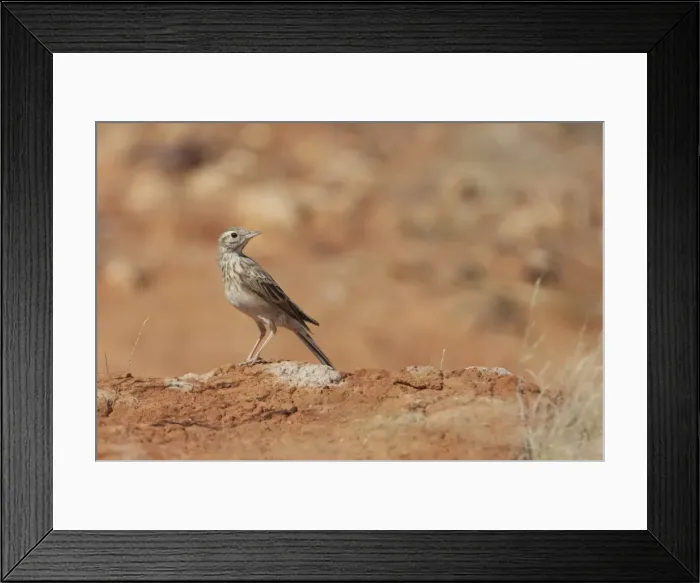 Framed Print : Australasian Pipit In open rocky country at Poison Creek, near Canteen Creek Aboriginal Community, Northern Territory, Australia Framed Print : Australasian Pipit In open rocky country at Poison Creek, near Canteen Creek Aboriginal Community, Northern Territory, Australia
