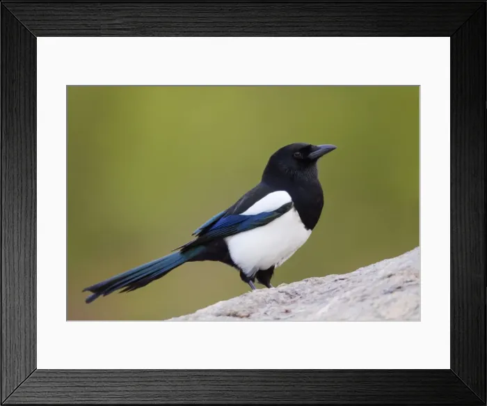 Framed Print : Magpie - Norway Framed Print : Magpie - Norway
