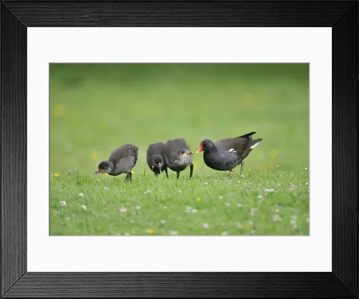 Framed Print : Moorhen - adult with chicks Framed Print : Moorhen - adult with chicks
