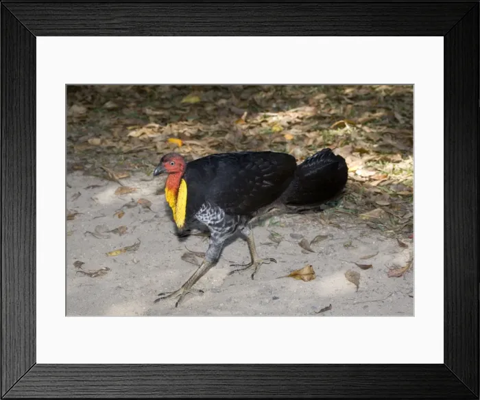 Framed Print : Australian Brush-Turkey This bird fossicking around the edges of a picnic ground at Mossman Gorge, Cape York, Australia Framed Print : Australian Brush-Turkey This bird fossicking around the edges of a picnic ground at Mossman Gorge, Cape York, Australia