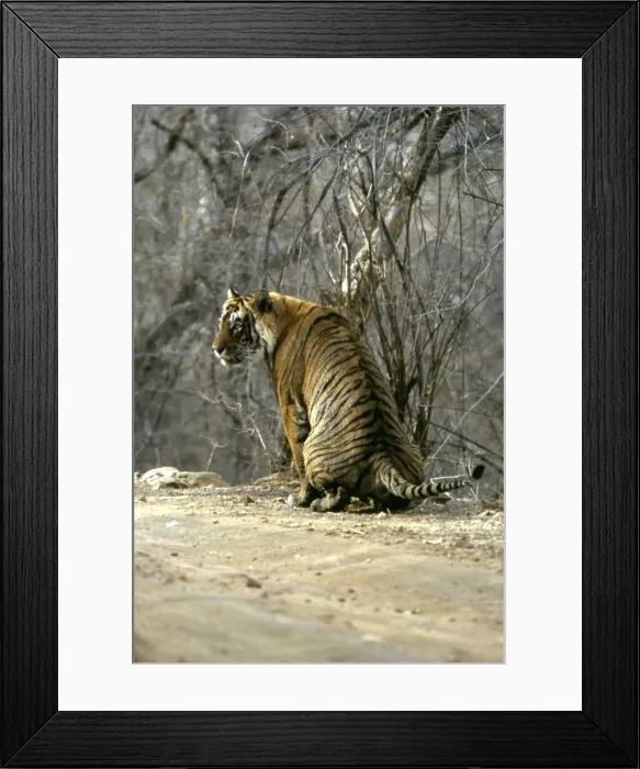 Framed Print : Bengal / Indian Tiger - male defecating - Scats help define their territorries & they leave them in prominent positions - Ranthambhore National Park - India Framed Print : Bengal / Indian Tiger - male defecating - Scats help define their territorries & they leave them in prominent positions - Ranthambhore National Park - India