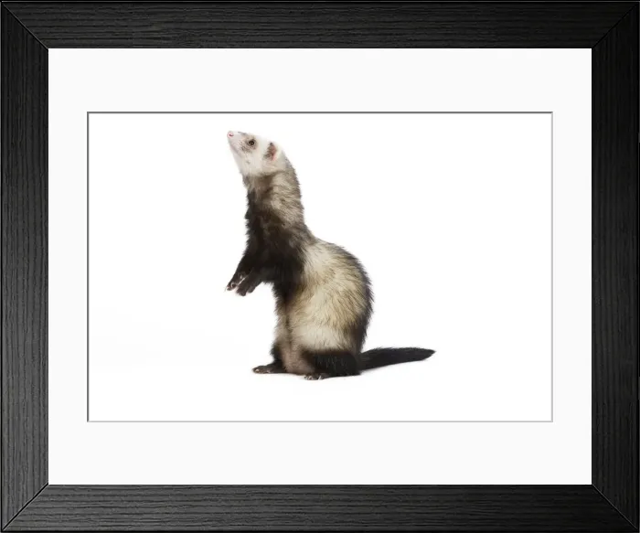Framed Print : Ferret - in studio Framed Print : Ferret - in studio