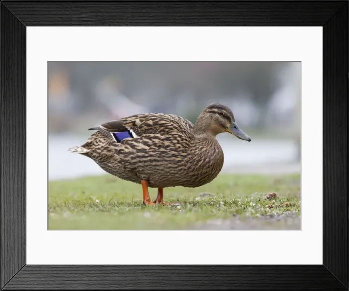 Framed Print : Mallard duck - female - Cornwall - UK Framed Print : Mallard duck - female - Cornwall - UK