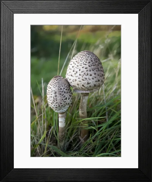 Framed Print : Fungi - Parasols on Penshurst Estate. Habitat - in open woods and pastures. Uncommon and excellent to eat. At this stage of development the cap is spherical or egg-shaped, soon flattened and covered in dark shaggy scales. October. UK Framed Print : Fungi - Parasols on Penshurst Estate. Habitat - in open woods and pastures. Uncommon and excellent to eat. At this stage of development the cap is spherical or egg-shaped, soon flattened and covered in dark shaggy scales. October. UK
