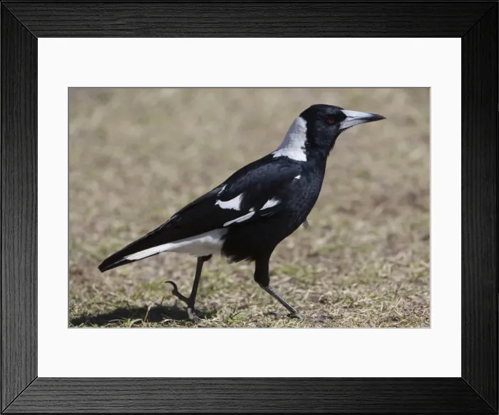 Framed Print : Australian Magpie At Kulgera Roadhouse, Northern Territory, Australia Framed Print : Australian Magpie At Kulgera Roadhouse, Northern Territory, Australia