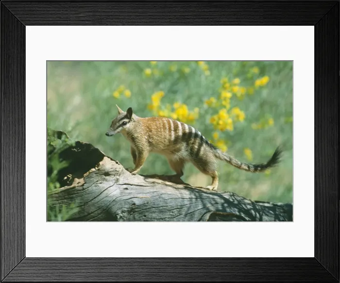 Framed Print : Numbat JPF 12364 Dryandra State Forest, Western Australia. Myrmecobius fasciatus © Jean-Paul Ferrero / ARDEA LONDON Framed Print : Numbat JPF 12364 Dryandra State Forest, Western Australia. Myrmecobius fasciatus © Jean-Paul Ferrero / ARDEA LONDON
