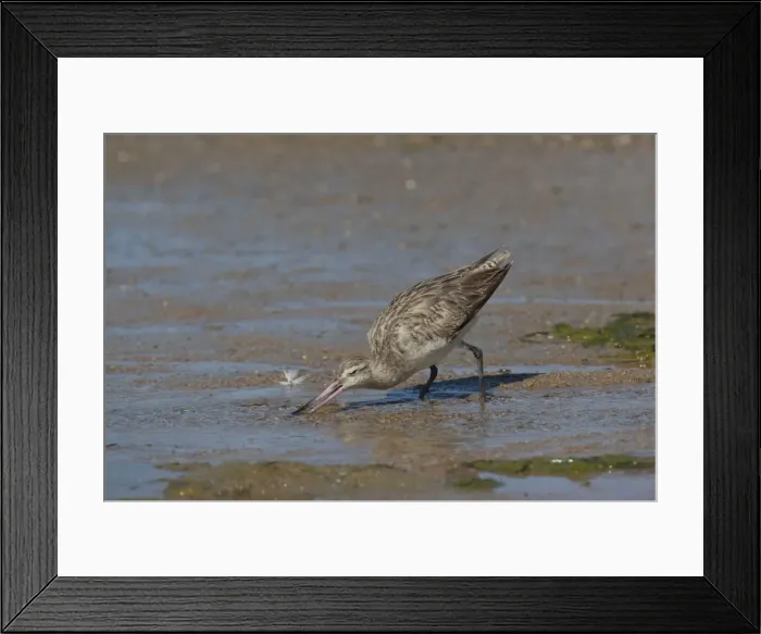 Framed Print : Bar-tailed Godwit On the foreshore at Cairns Esplanade, Queensland, Australia Framed Print : Bar-tailed Godwit On the foreshore at Cairns Esplanade, Queensland, Australia