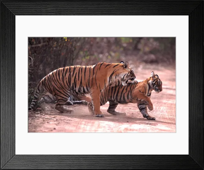Framed Print : Bengal / Indian Tiger - mother hitting female cub - Ranthambhore National Park - India Framed Print : Bengal / Indian Tiger - mother hitting female cub - Ranthambhore National Park - India