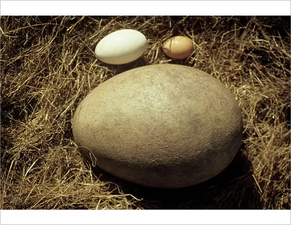 Fossil egg of the Elephant bird with hen and goose eggs for comparison