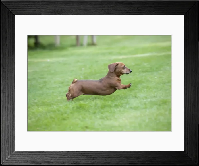 Framed Print : Dog - Miniature Short Haired Dachshund - running in garden (dogs tail should be long and pointed) Framed Print : Dog - Miniature Short Haired Dachshund - running in garden (dogs tail should be long and pointed)