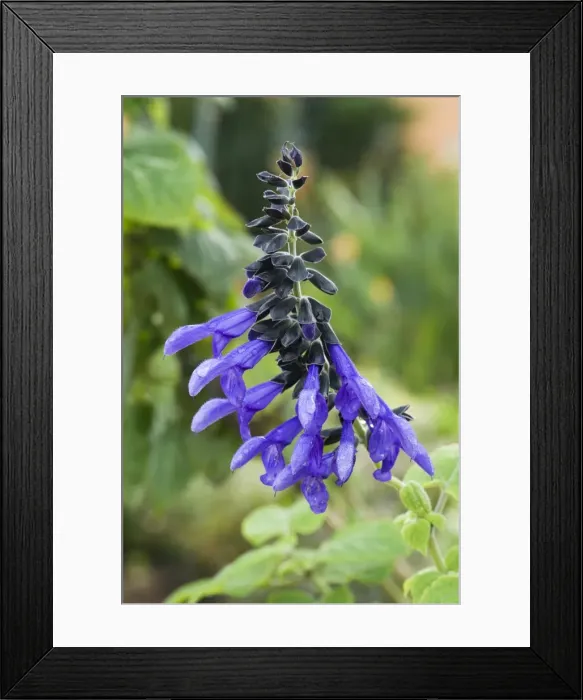 Framed Print : Salvia przewalskii - Location. Hotel Quinta Splendida Botanical Gardens, Madeira. February Framed Print : Salvia przewalskii - Location. Hotel Quinta Splendida Botanical Gardens, Madeira. February