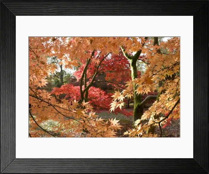 Framed Print : Japanese maple trees - colourful in autumn colours. Westonbirt Arboretum Tetbury UK Framed Print : Japanese maple trees - colourful in autumn colours. Westonbirt Arboretum Tetbury UK