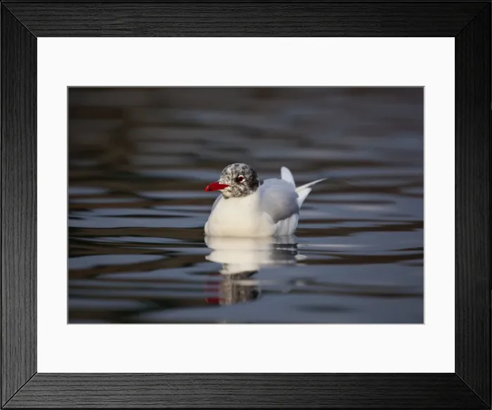 Framed Print : Mediterranean Gull - adult in winter plumage - sitting on the water