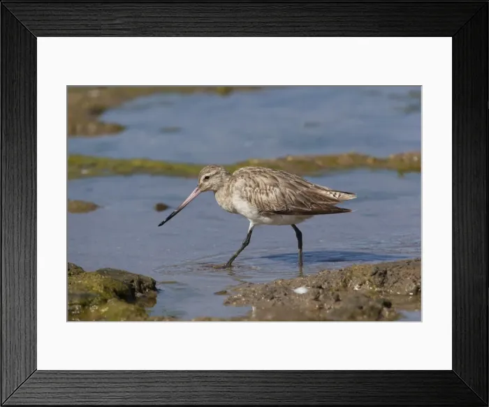 Framed Print : Bar-tailed Godwit On the foreshore at Cairns Esplanade, Queensland, Australia Framed Print : Bar-tailed Godwit On the foreshore at Cairns Esplanade, Queensland, Australia