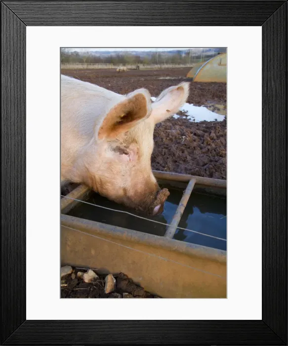 Framed Print : Pig - free range pig drinking from cattle trough - Wiltshire - England - UK Framed Print : Pig - free range pig drinking from cattle trough - Wiltshire - England - UK
