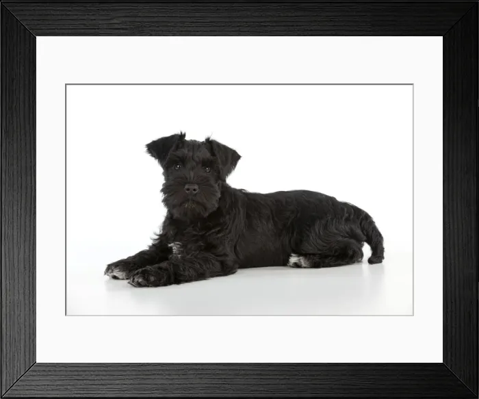 Framed Print : Dog - Miniature Schnauzer - 10 week old puppy - lying down Framed Print : Dog - Miniature Schnauzer - 10 week old puppy - lying down