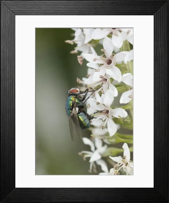 Framed Print : Greenbottle Fly - on Flower Lucilia sericata Essex. UK IN000796 Framed Print : Greenbottle Fly - on Flower Lucilia sericata Essex. UK IN000796
