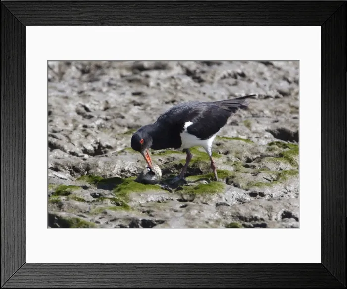 Framed Print : Australian Pied Oystercatcher Probing a shellfish on the Cairns foreshore, Queensland, Australia Framed Print : Australian Pied Oystercatcher Probing a shellfish on the Cairns foreshore, Queensland, Australia