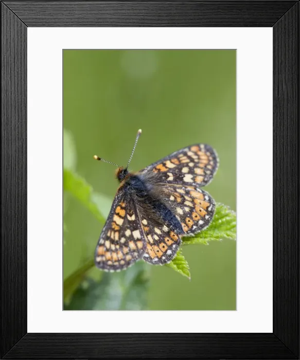 Framed Print : Marsh Fritillary Butterfly - Cornwall - UK Framed Print : Marsh Fritillary Butterfly - Cornwall - UK