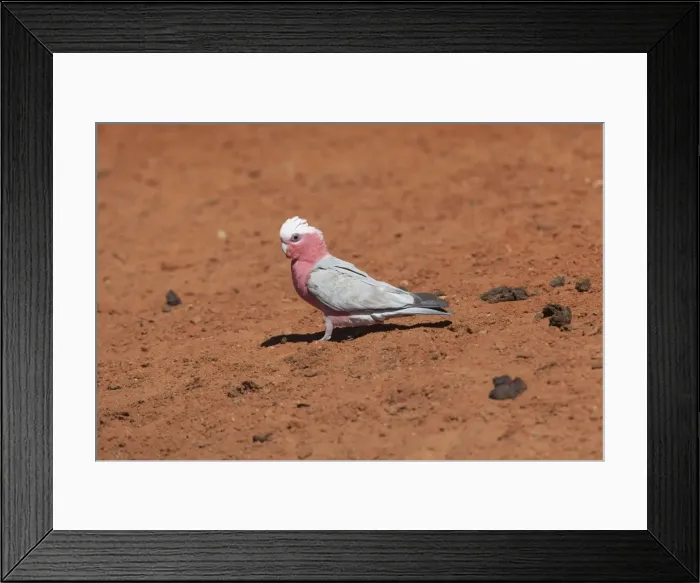 Framed Print : Galah Coming to drink at a stock watering point 60km from Aputula Aboriginal Community, Finke, Northern Territory, Australia Framed Print : Galah Coming to drink at a stock watering point 60km from Aputula Aboriginal Community, Finke, Northern Territory, Australia