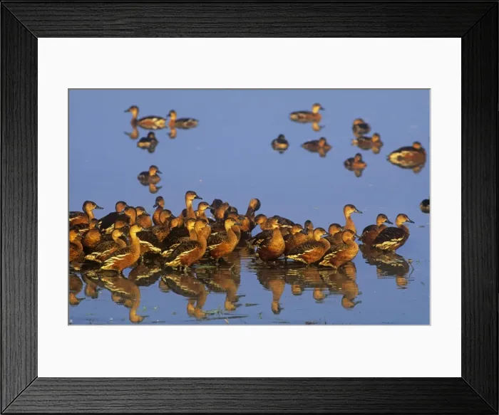 Framed Print : Wandering Whistling Ducks - Yellow Water - Kakadu National Park - Northern Territory - Australia Framed Print : Wandering Whistling Ducks - Yellow Water - Kakadu National Park - Northern Territory - Australia