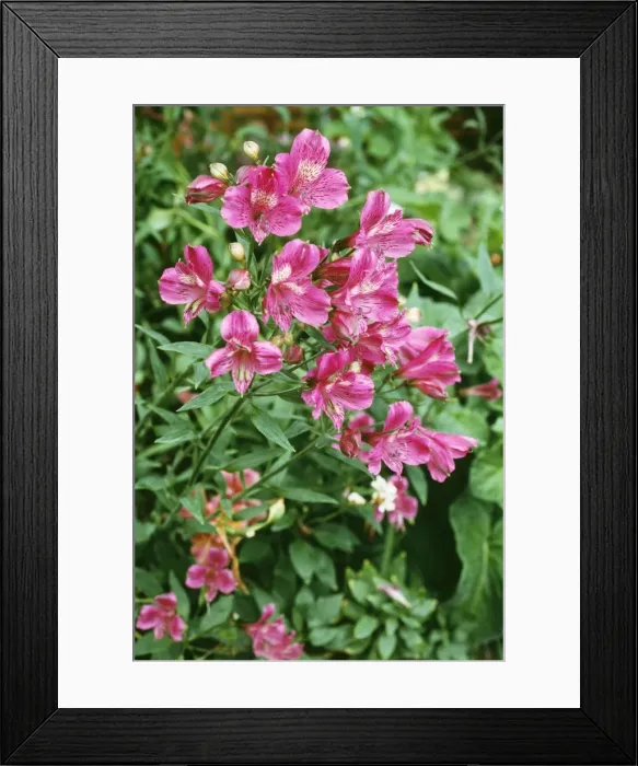Framed Print : Pink Alstroemeria Flowers Framed Print : Pink Alstroemeria Flowers