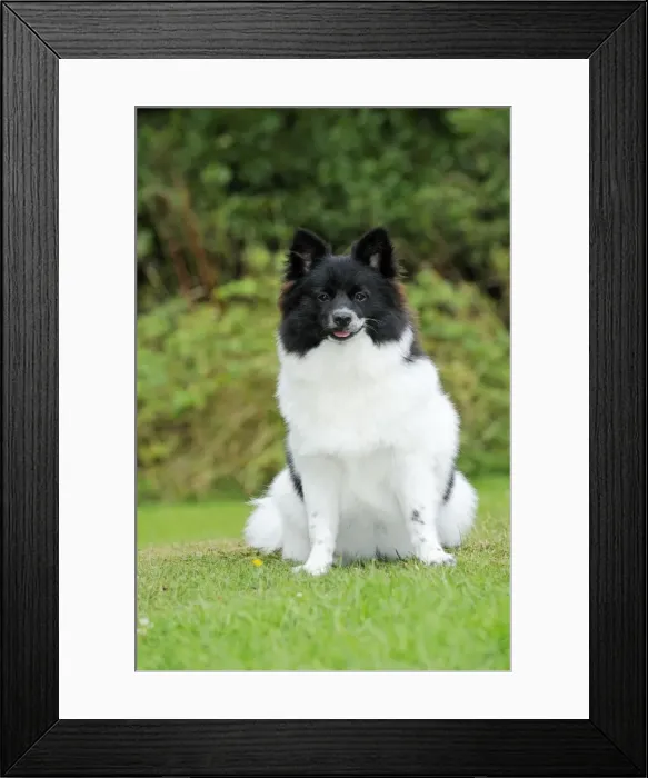 Framed Print : DOG. German Spitz Mittel Framed Print : DOG. German Spitz Mittel