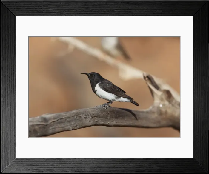 Framed Print : Black Honeyeater Near Canteen Creek Aboriginal Community, Northern Territory, Australia Framed Print : Black Honeyeater Near Canteen Creek Aboriginal Community, Northern Territory, Australia