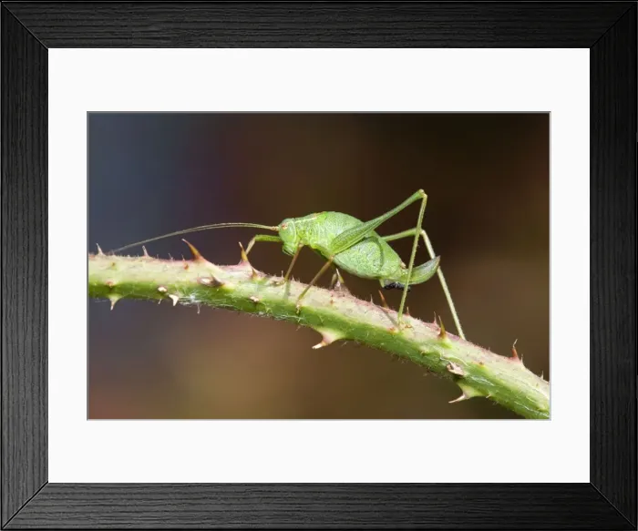 Framed Print : Speckled Bush Cricket - on stem - UK Framed Print : Speckled Bush Cricket - on stem - UK