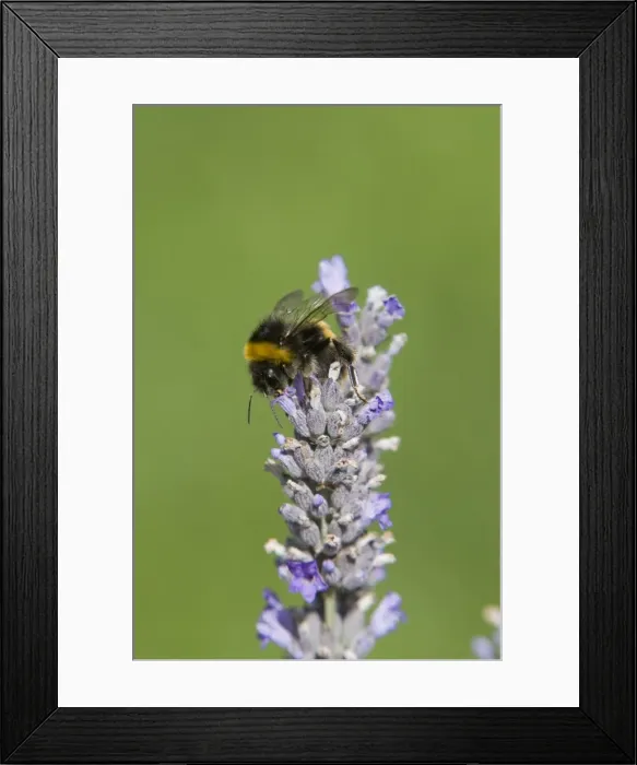Framed Print : Buff-tailed Bumblebee - feeding on Lavender flowers Bombus terrestris Essex, UK IN000807 Framed Print : Buff-tailed Bumblebee - feeding on Lavender flowers Bombus terrestris Essex, UK IN000807