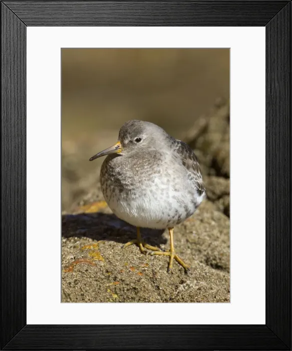 Framed Print : Purple Sandpiper - at the coast Framed Print : Purple Sandpiper - at the coast